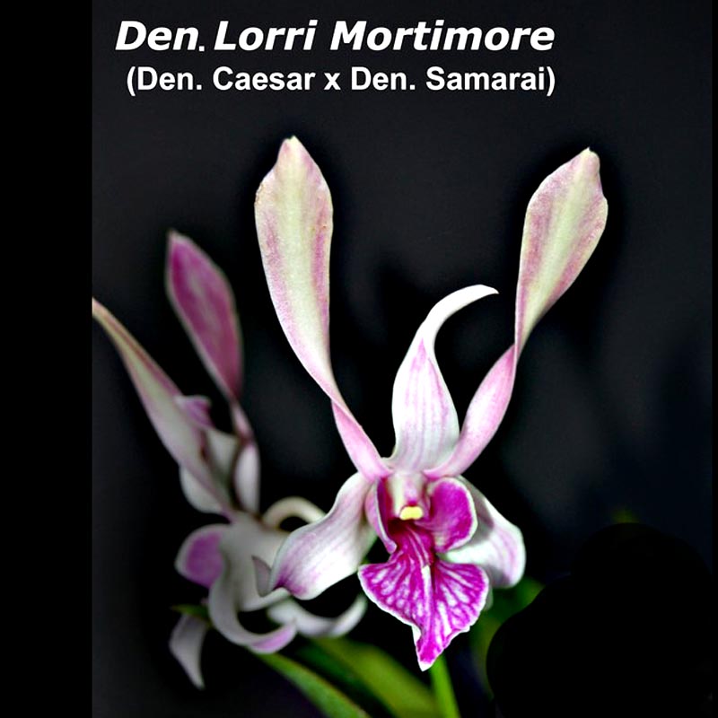 Den. Lorri Mortimore - in bloom